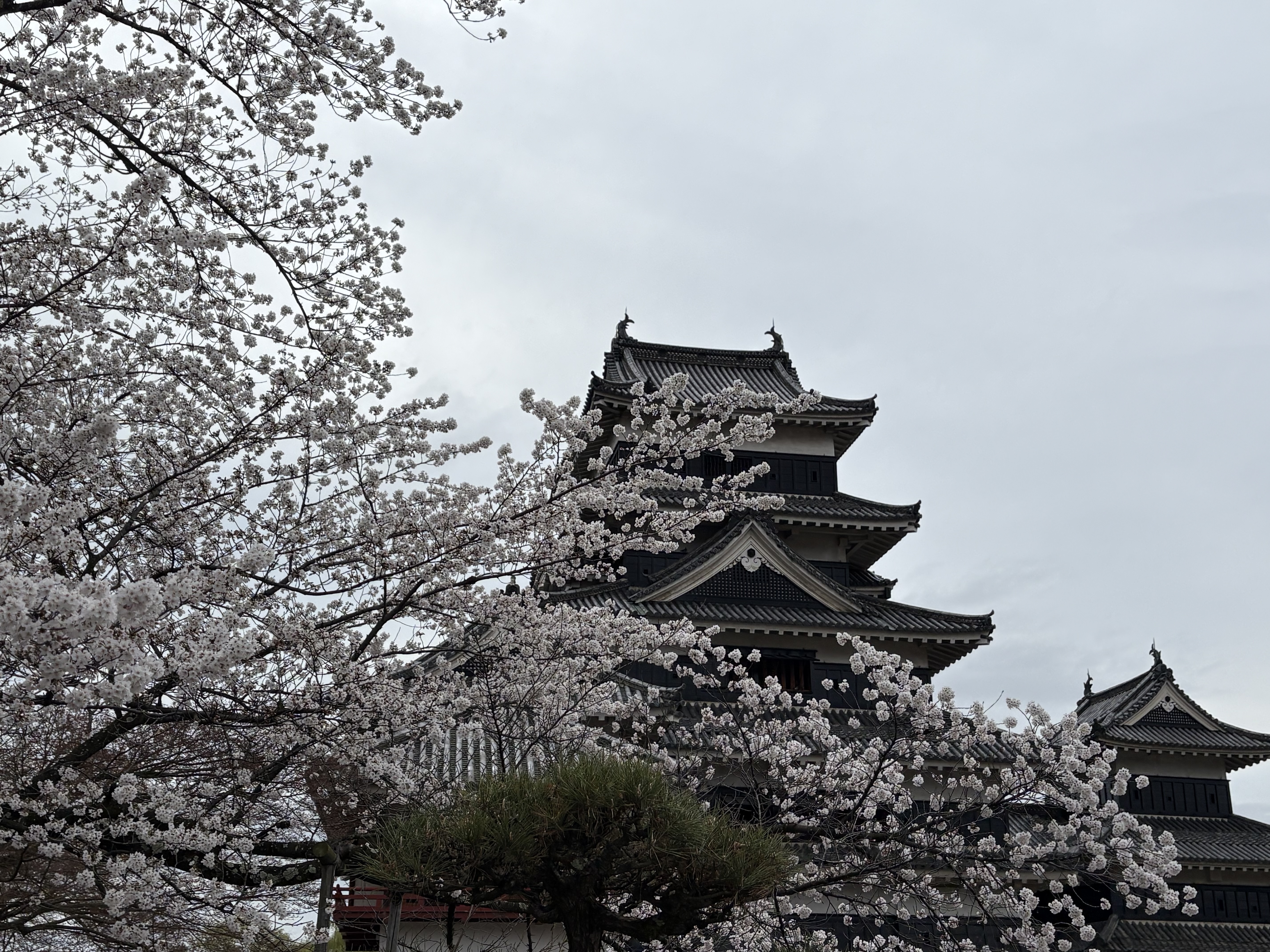 Matsumoto castle behind the cherry blossoms